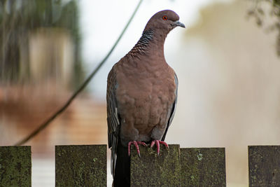 Close-up of pigeon perching on wooden post
