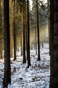 Pine trees in forest during winter