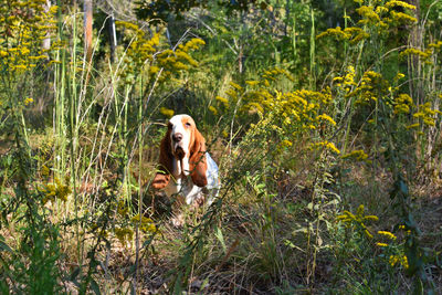 Portrait of dog on field