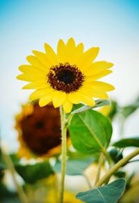 Close-up of sunflower