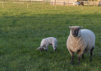 Sheep with their lambs on a beautiful spring day in the pasture in bünde, east westphalia.