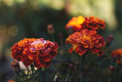 Close-up of orange marigold flowers