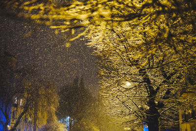 Low angle view of illuminated tree