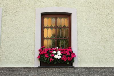 Flowers blooming against window