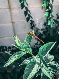 Close-up of butterfly on leaf