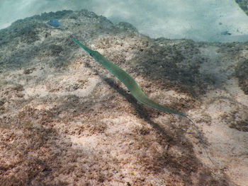 High angle view of lizard on rock