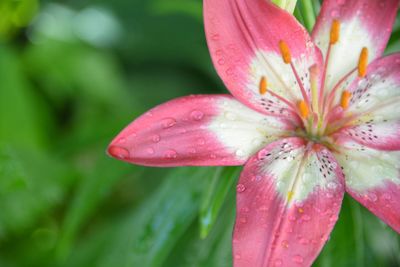 Close-up of wet pink flower