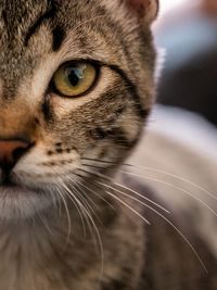 Close-up portrait of a cat