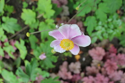 Close-up of pink flowering plant