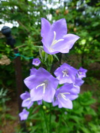 Close-up of purple flowering plant