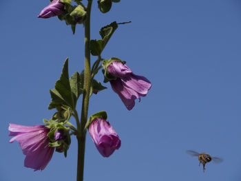 Close-up of pink rose against blue sky