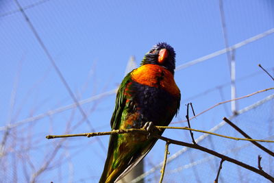 Low angle view of bird perching on branch against sky