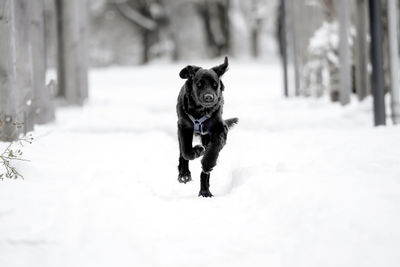 Portrait of dog running on snow covered landscape