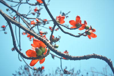 Vibrant red bombax flower in branches, during spring time