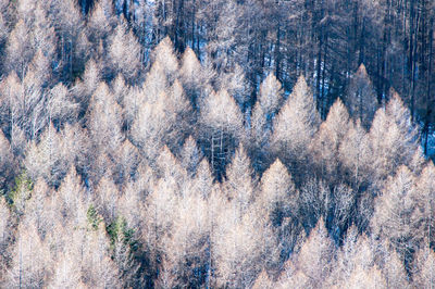 Full frame shot of trees