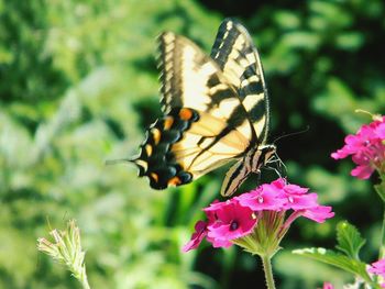 Close-up of butterfly pollinating on pink flower