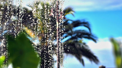 Close-up of spider on plant