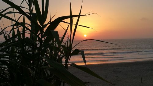 Silhouette tree on beach against sky during sunset