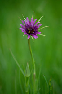 Close-up of purple flowering plant on field