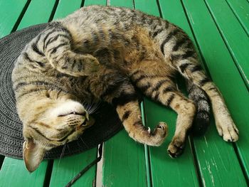 High angle view of cat sleeping on sun hat at table