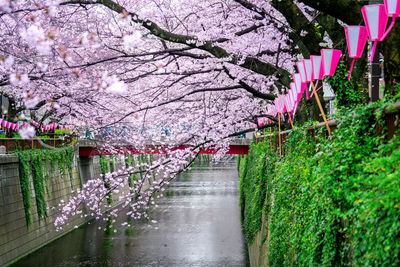 Pink cherry blossoms growing over canal