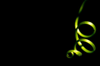 Close-up of vine tendril against black background