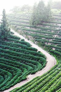 Scenic view of agricultural field