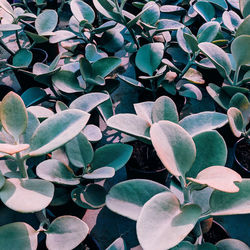 Full frame shot of succulent plant