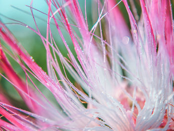 Full frame shot of pink flowering plant