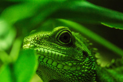 Close-up of green lizard