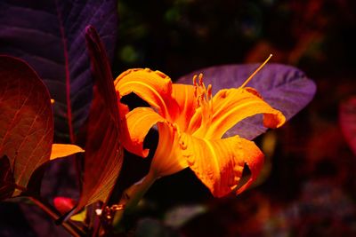 Close-up of orange lily