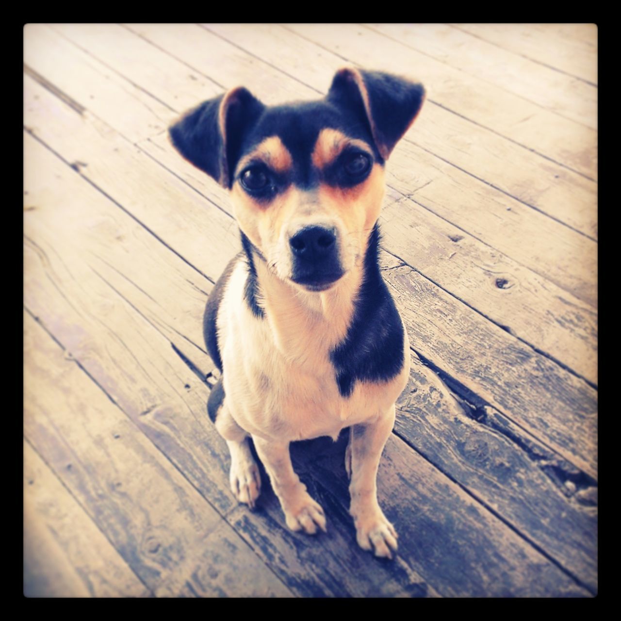 dog, pets, animal themes, one animal, domestic animals, mammal, portrait, looking at camera, transfer print, high angle view, auto post production filter, full length, indoors, flooring, sitting, standing, animal head, wood - material, no people, zoology