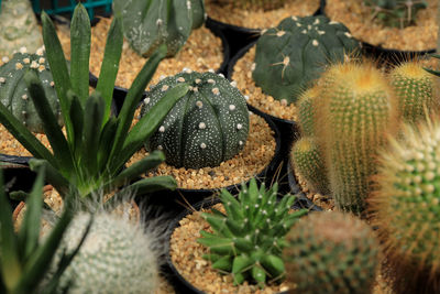 High angle view of cactus growing on field