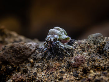 Close-up of insect on rock