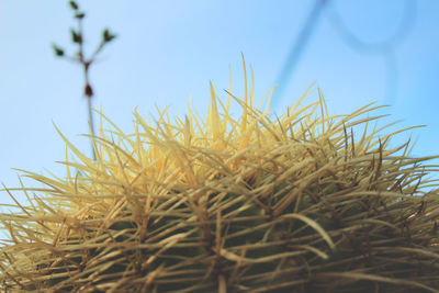 Close-up of plants growing on field against clear sky