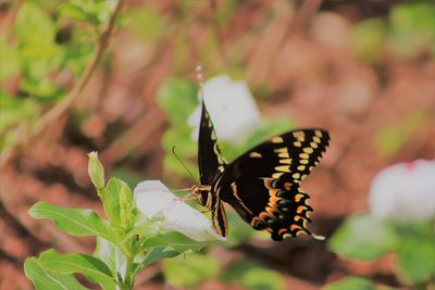 Close-up of butterfly pollinating flower