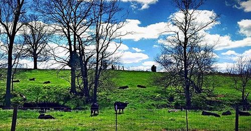 Bare tree on grassy field