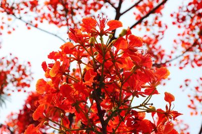 Low angle view of red flowering tree