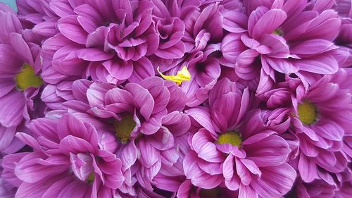 Close-up of pink dahlia flowers