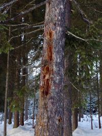 Trees on snow covered land