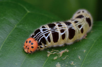 Close-up of insect on leaf