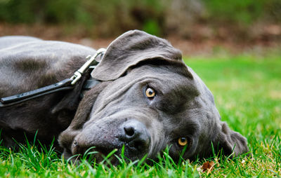 Close-up of dog lying on field