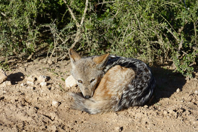 High angle view of black-backed jackal sleeping on field