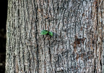 Close-up of lizard on tree trunk