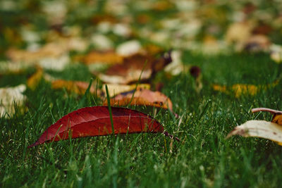 Close-up of insect on grass