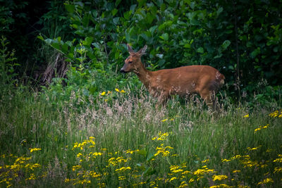 View of an animal on field