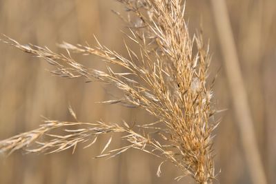 Close-up of stalks in wheat field
