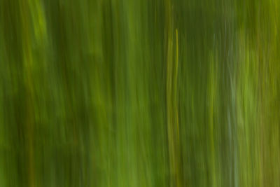 Full frame shot of bamboo plants