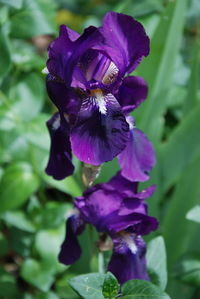 Close-up of purple flowers blooming outdoors