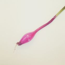 Close-up of red fruit over white background